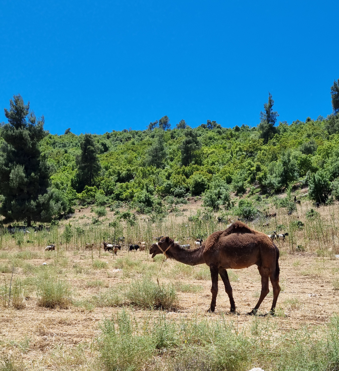 Верблюды пасутся рядом с дубовыми рощами на севере Иордании - не для транспортировки (фото автора). Для быстрой и комфортной логистики свяжитесь с местными гидами или турагенствами.