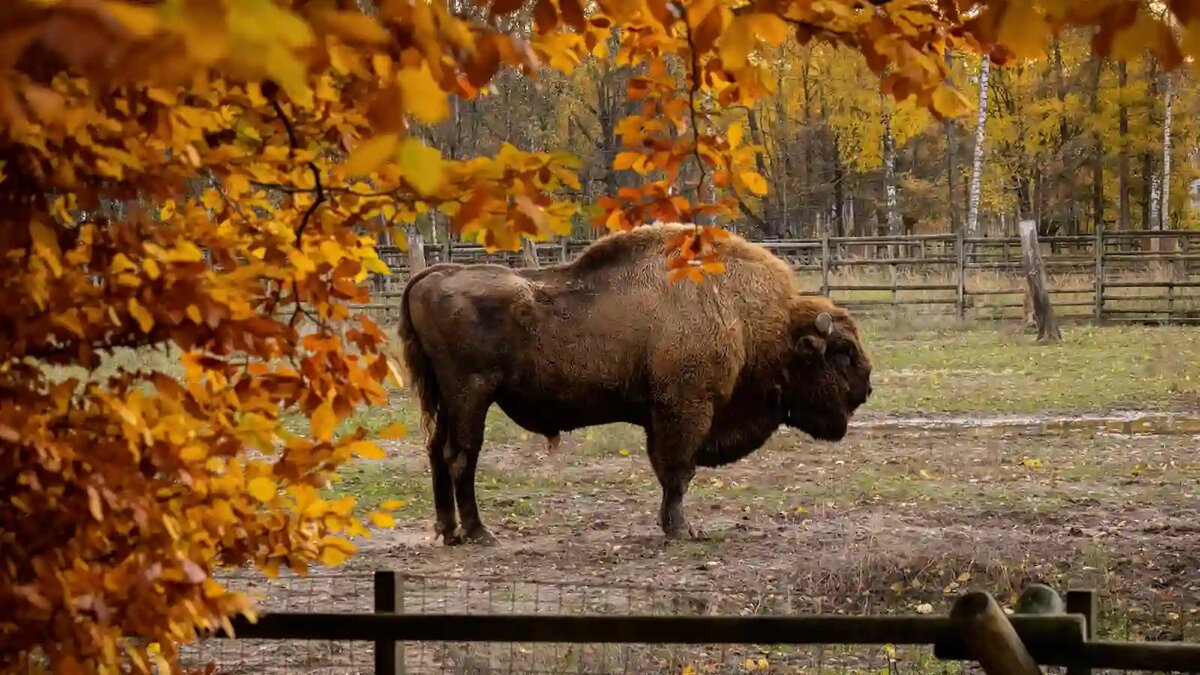 Беловежская пуща