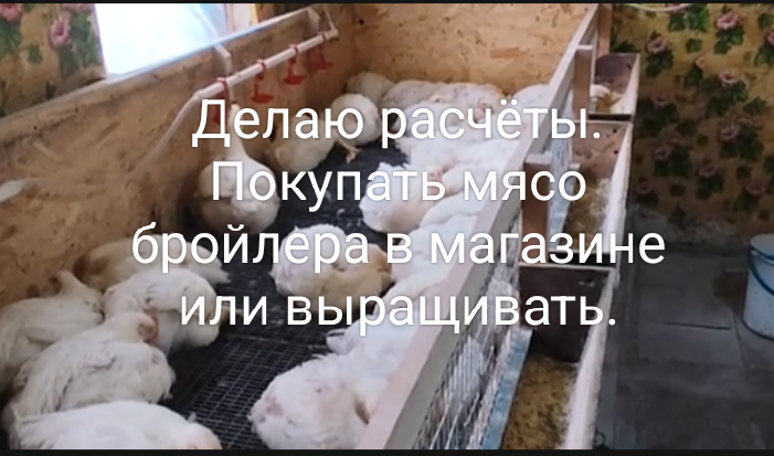 Бройлеры на откорме.