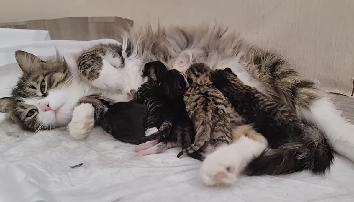 Самые необычные новорожденные котята. Фото из архива автора