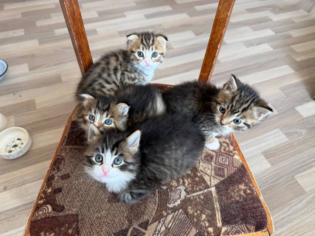 Думала, что в Задонске завелся бенгал на самовыгуле, а оказалось, что отец семейства опять негодник-вислоушка. Фото их архива автора