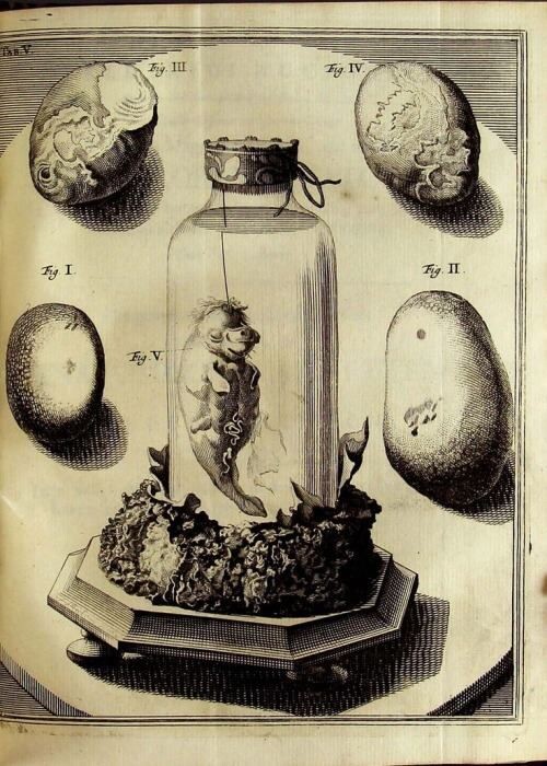 Коллекция редкостей Фредерика Рюйша
