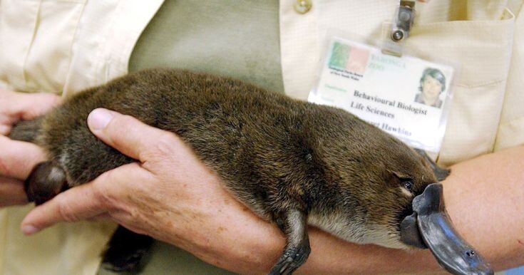 Изображение из интернета