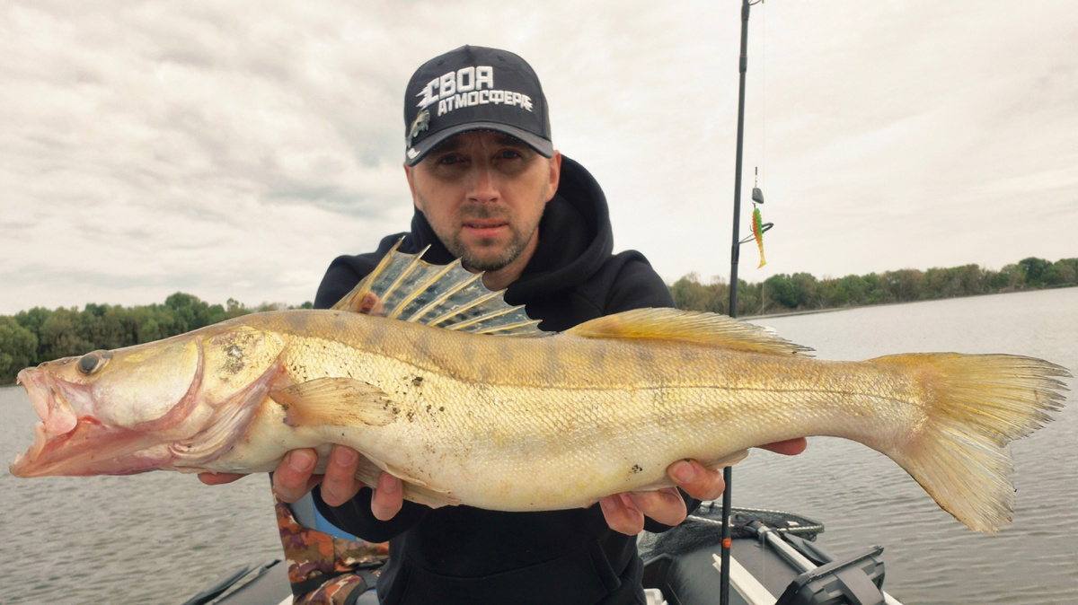 Ловля судака на резину - это один из популярных способов рыбалки на этого вид хищника. Для этого необходимо использовать специальные приманки в виде резиновых приманок (твистеров, джиг-головок и т.д.), которые имитируют движения живой рыбы и привлекают внимание судака.Основные правила ловли судака на резину:1. Выбор правильной приманки - лучше использовать приманки с натуральной окраской и формой, чтобы максимально имитировать живую рыбу.2. Работа судака - судак - хищная рыба, поэтому ловля на резину требует активной игры приманкой, чтобы привлечь внимание и вызвать агрессивную реакцию судака.3. Место ловли - судак предпочитает спрятаться в зарослях водорослей, в камышах, под корягами и в других укрытиях, поэтому лучше выбирать места с такими особенностями.4. Время суток - судак активно кормится утром и вечером, поэтому лучше выбирать эти время для ловли.Следуя этим простым правилам, вы сможете успешно ловить судака на резину и получать удовольствие от рыбалки.