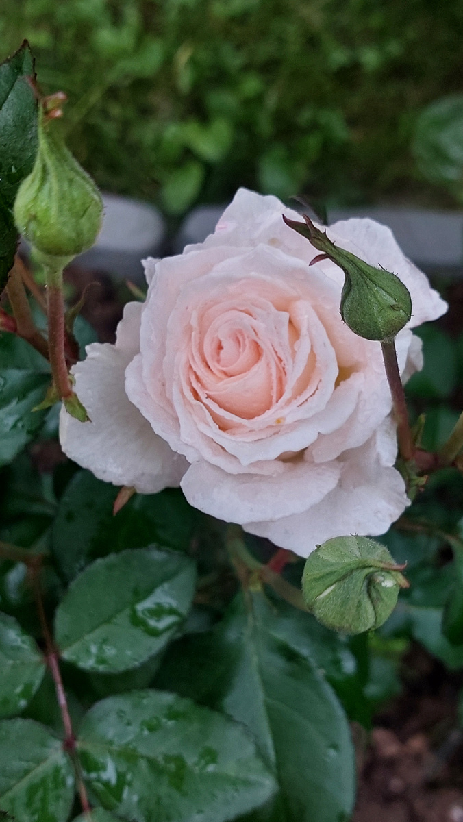 Пустиния. Флорибунда. Сейчас холодно и её сливочная серединка выглядит, скорее, розовой. 