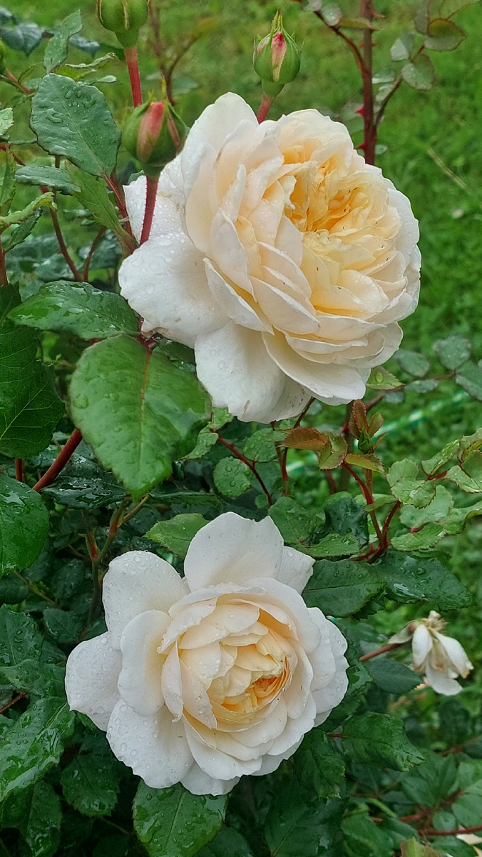 Крокус Роуз. Остинка. Над трипсами одержана победа, благодаря обработке.