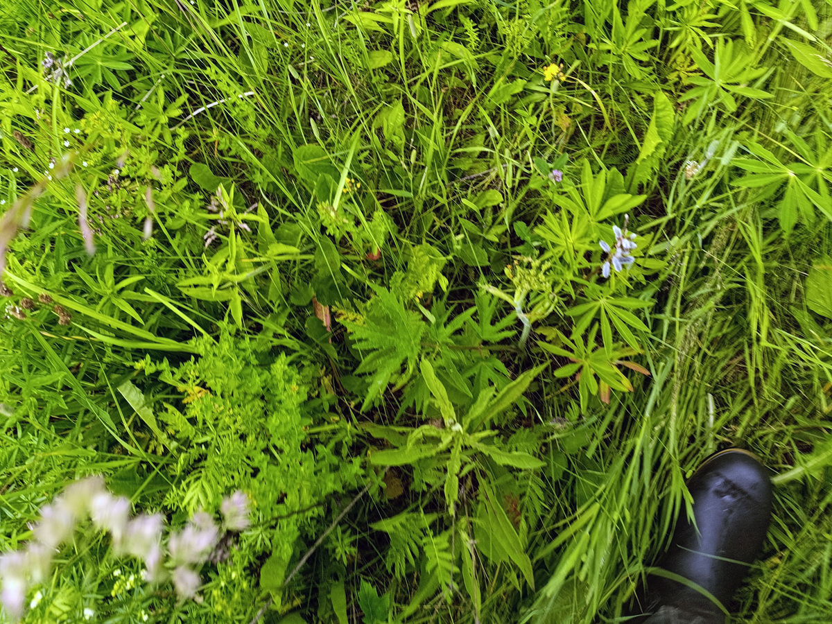 Травы просто море