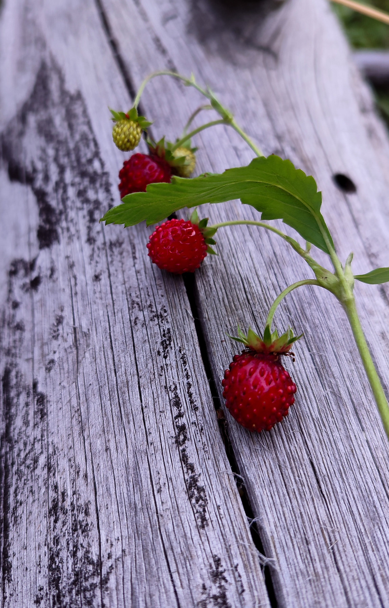Дары природы. 