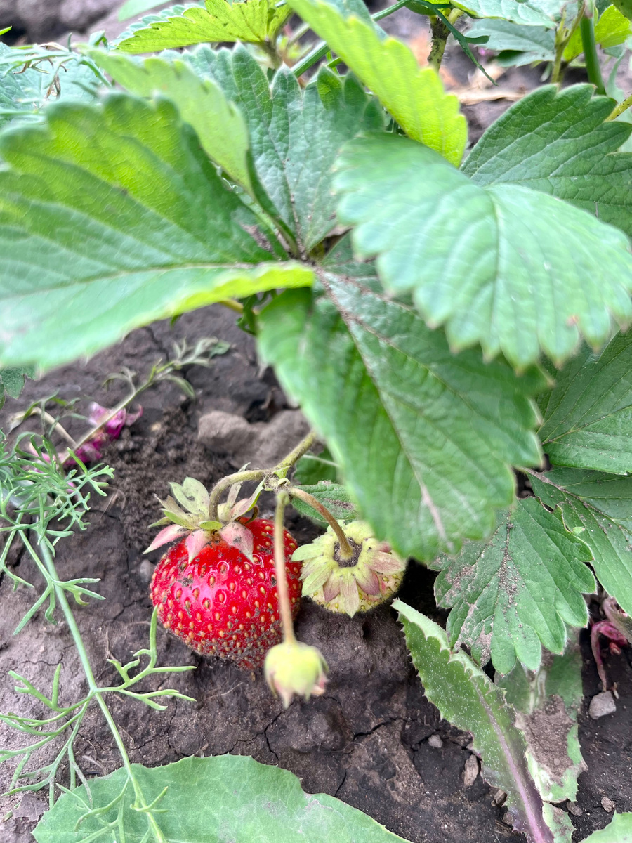 Ягодка для настроения