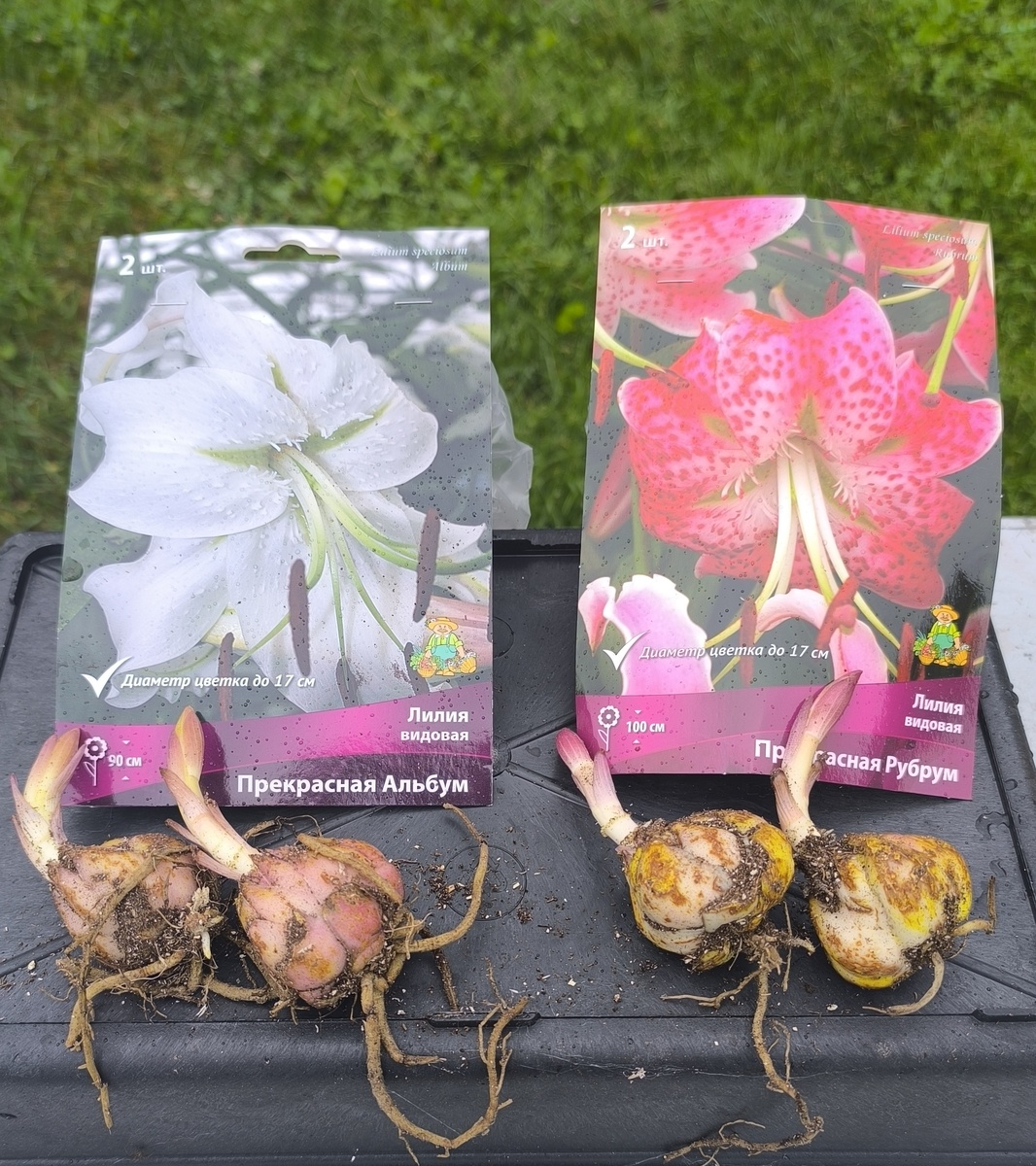 Гибриды Артамонов с распродажи, приехали как будто и не июня на дворе.