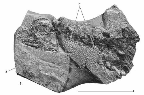 Голотип кыргыззавра.