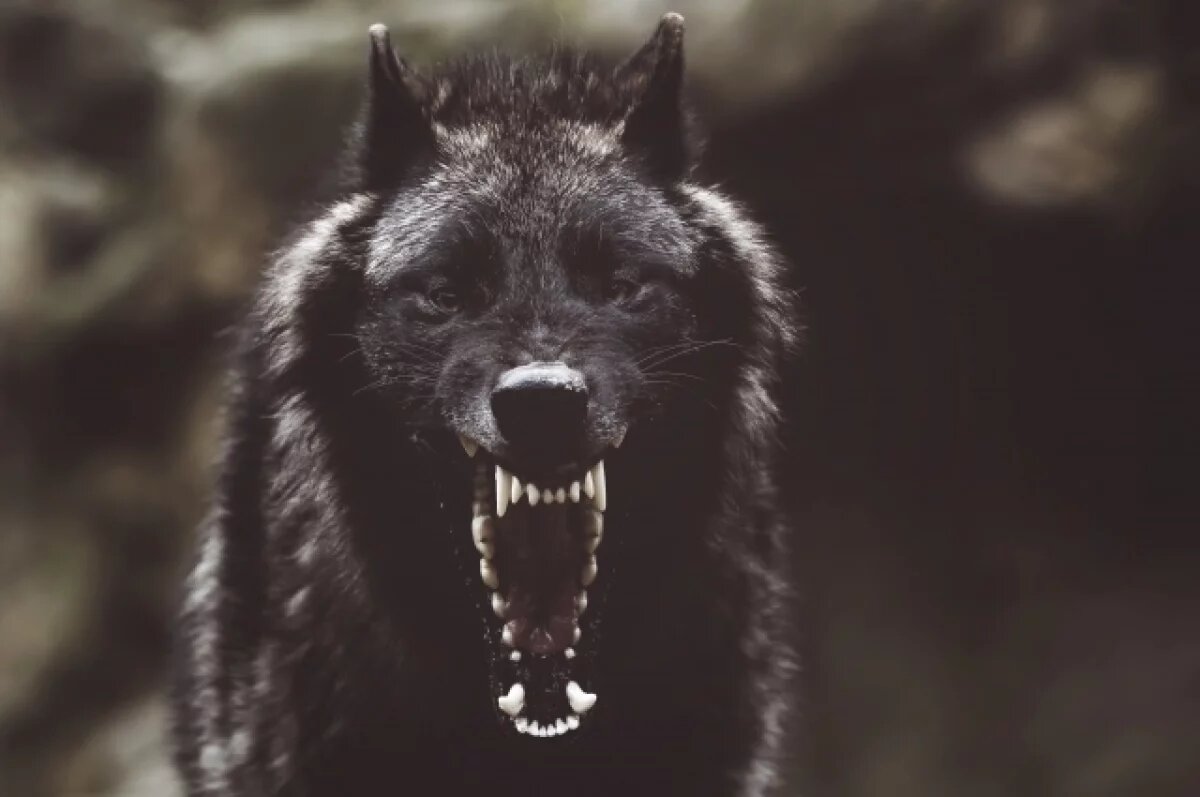    Особенно опасны для домашнего скота волки-одиночки. Без стаи им сложно охотиться в лесу. Животных в подворьях становятся для хищников лёгкой добычей.