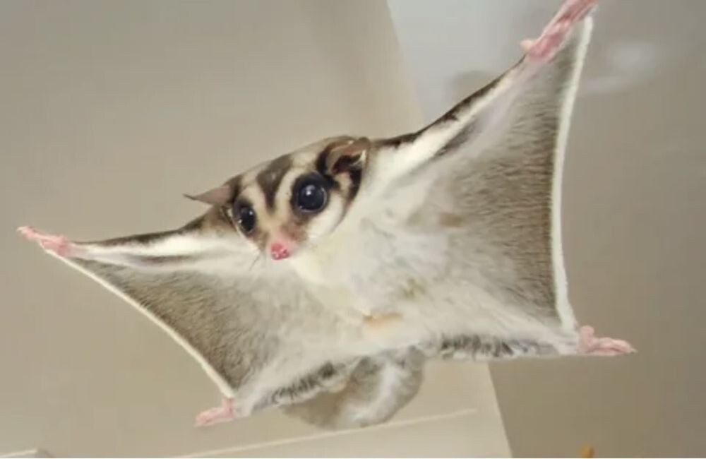 Сахарный поссум.