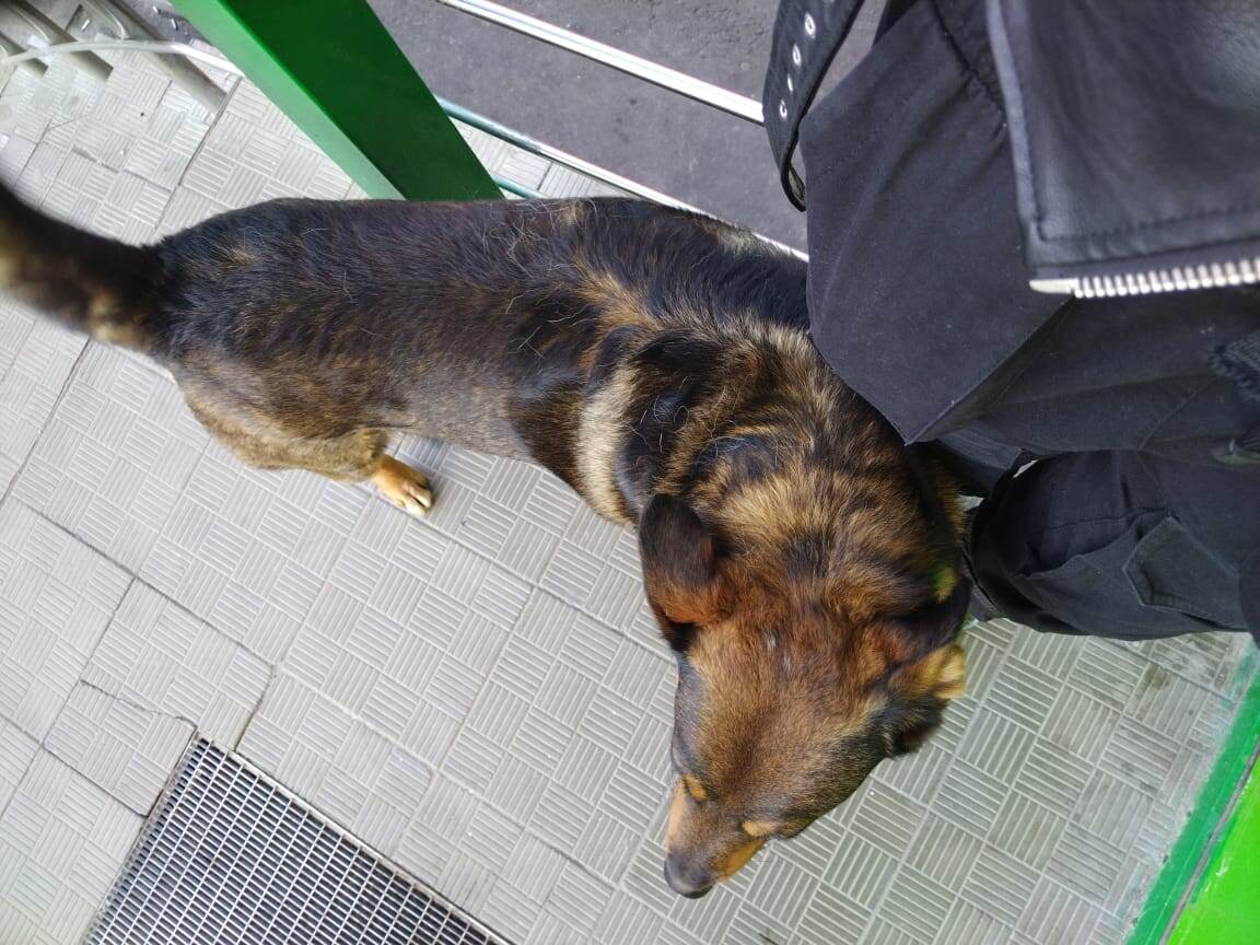 собачка тоже не хочет, чтоб я уходила, она хочет, чтоб я ее погладила