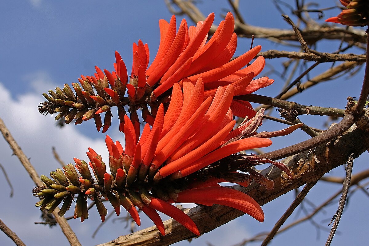Эритрина пёстрая (Erythrina variegata).