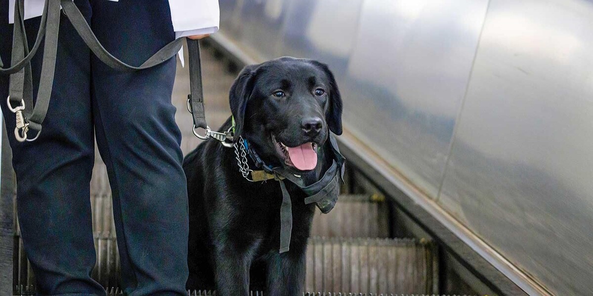 📷 1.1: На эскалаторе спокойно спускается чёрный лабрадор в «наморднике-руке», его проводник держит поводок — толчок и шум вокруг, а собака невозмутима | О. Сосницкий. mos.ru