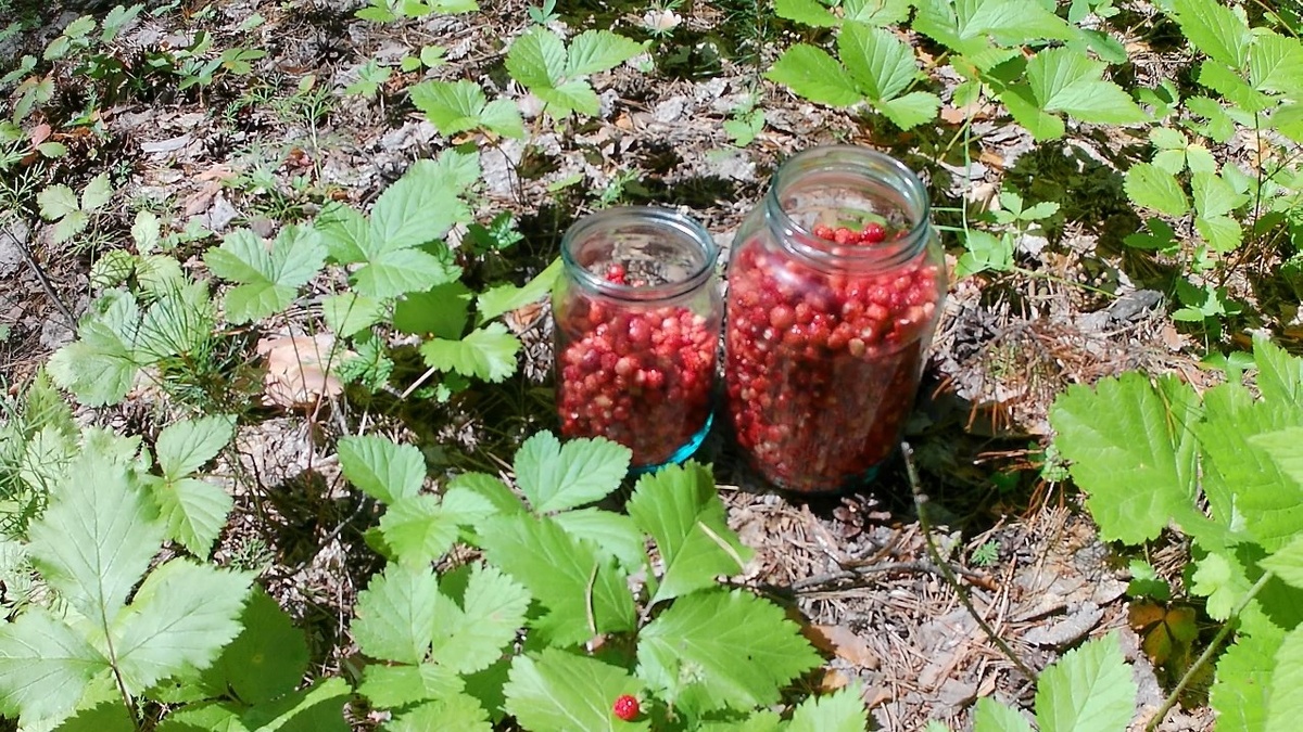 Яндекс Картинки