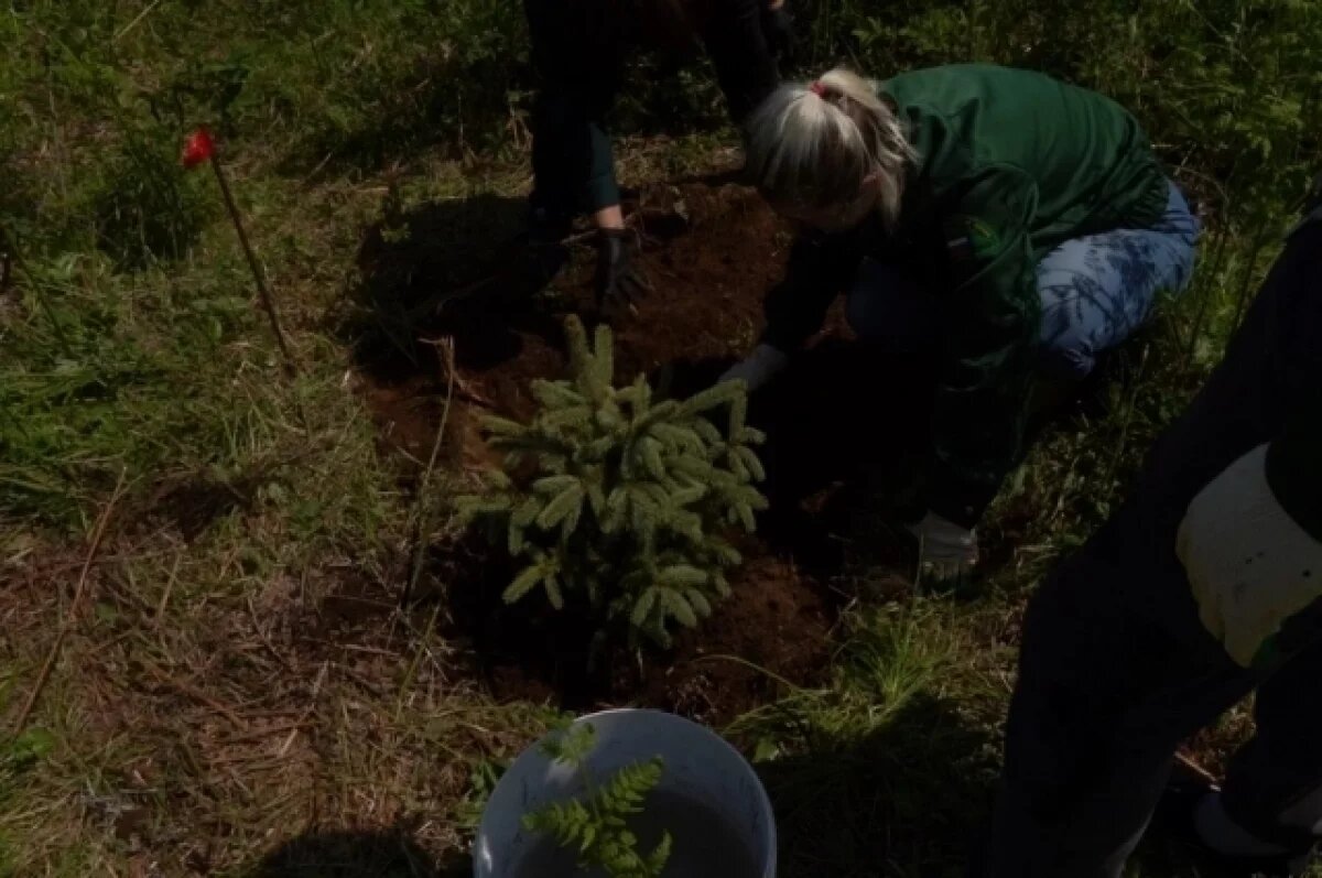    80 голубых елей высадили на Камчатке