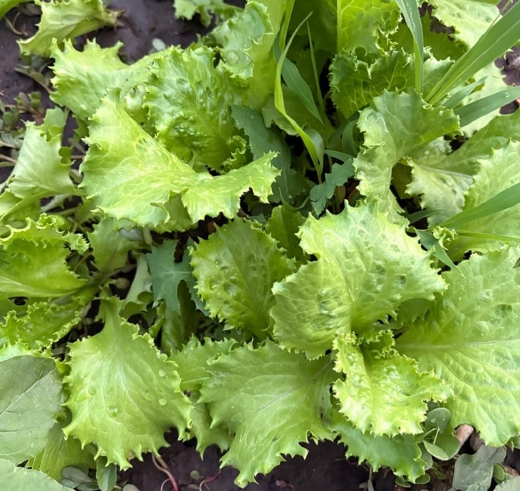    Зелень Редакция Газеты