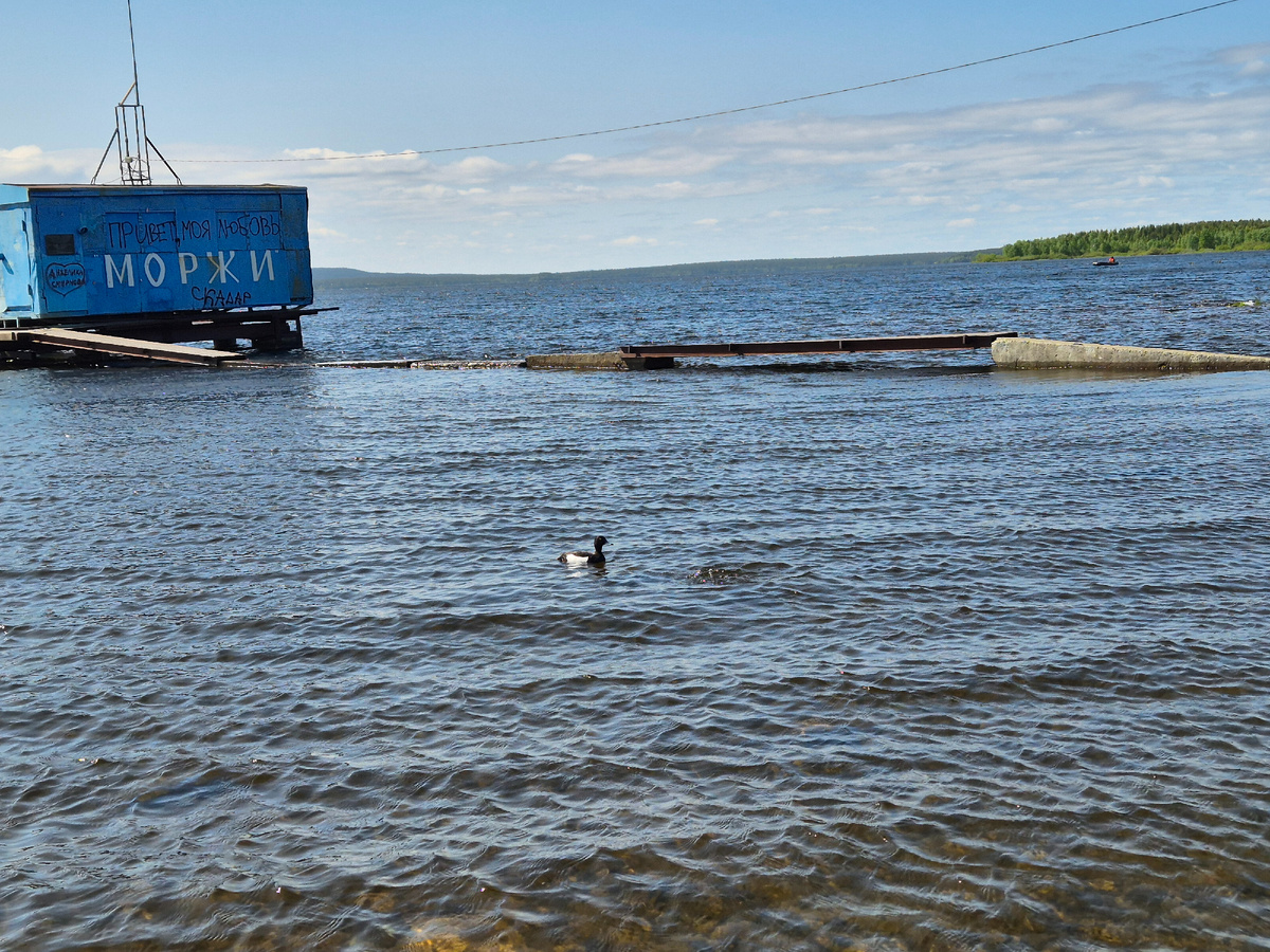 В центре снимка - утка с чёрной головой и спиной, и белыми боками. Ещё у нее есть на голове хохлок (на фото не видно)