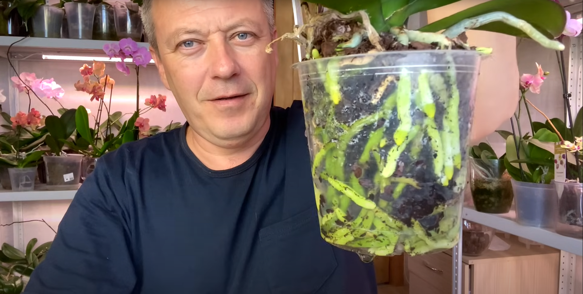 корни орхидеи Phalaenopsis