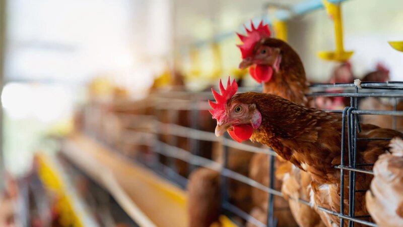     Куры. Фото: ru.frepik.com, автор tawatchai07.