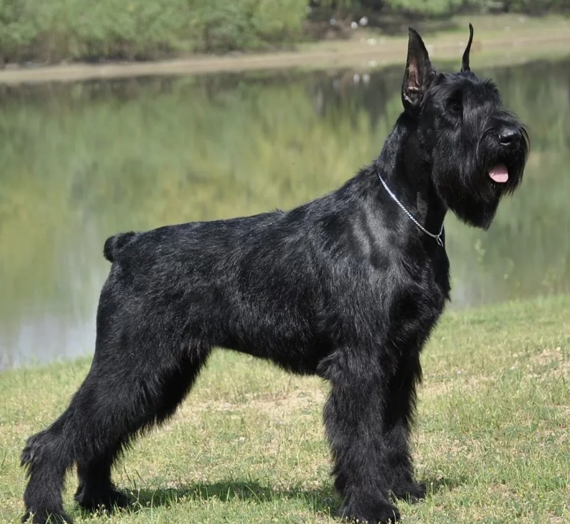 Это ризеншнауцер 