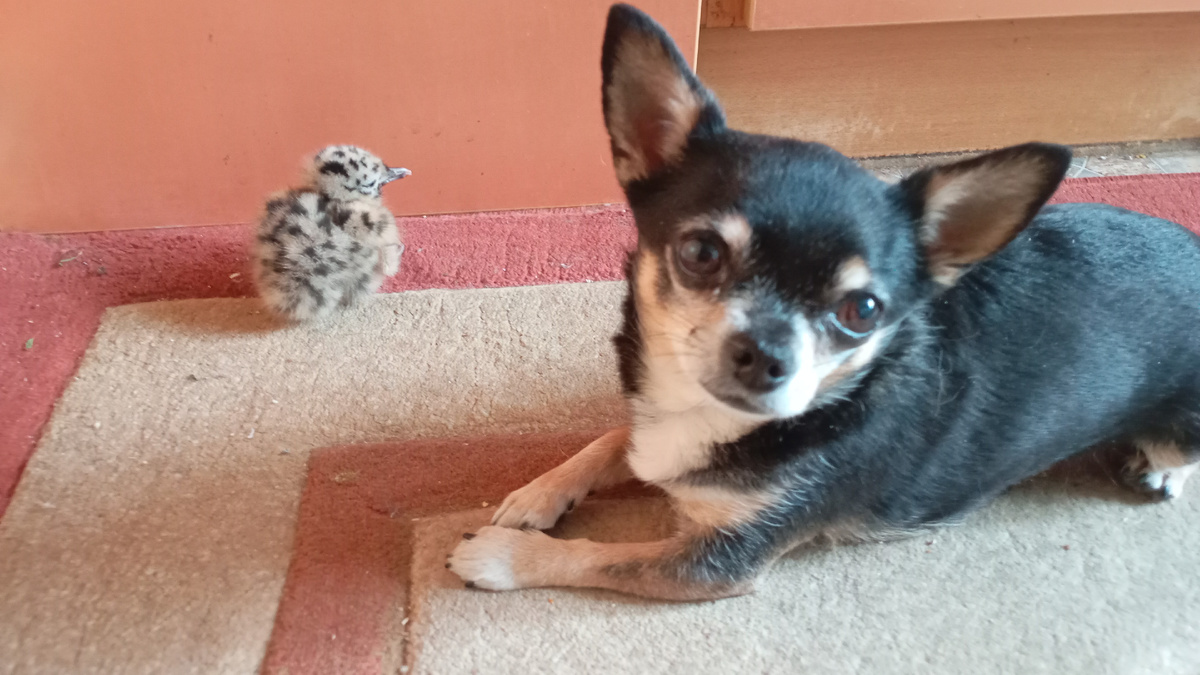 Это Афоня в первый свой день у меня. Таким же был и Нафаня.