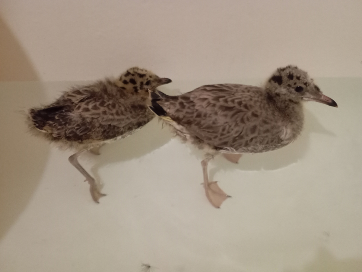 Нафаня и Афоня