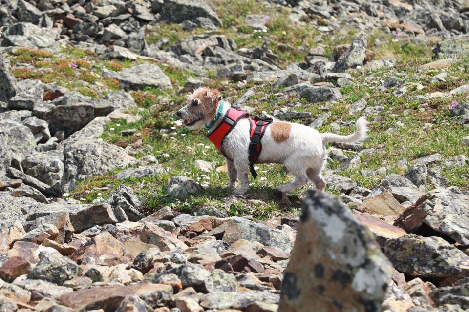    Гора Сарлык, июнь 2025. Источник: Олег Укладов