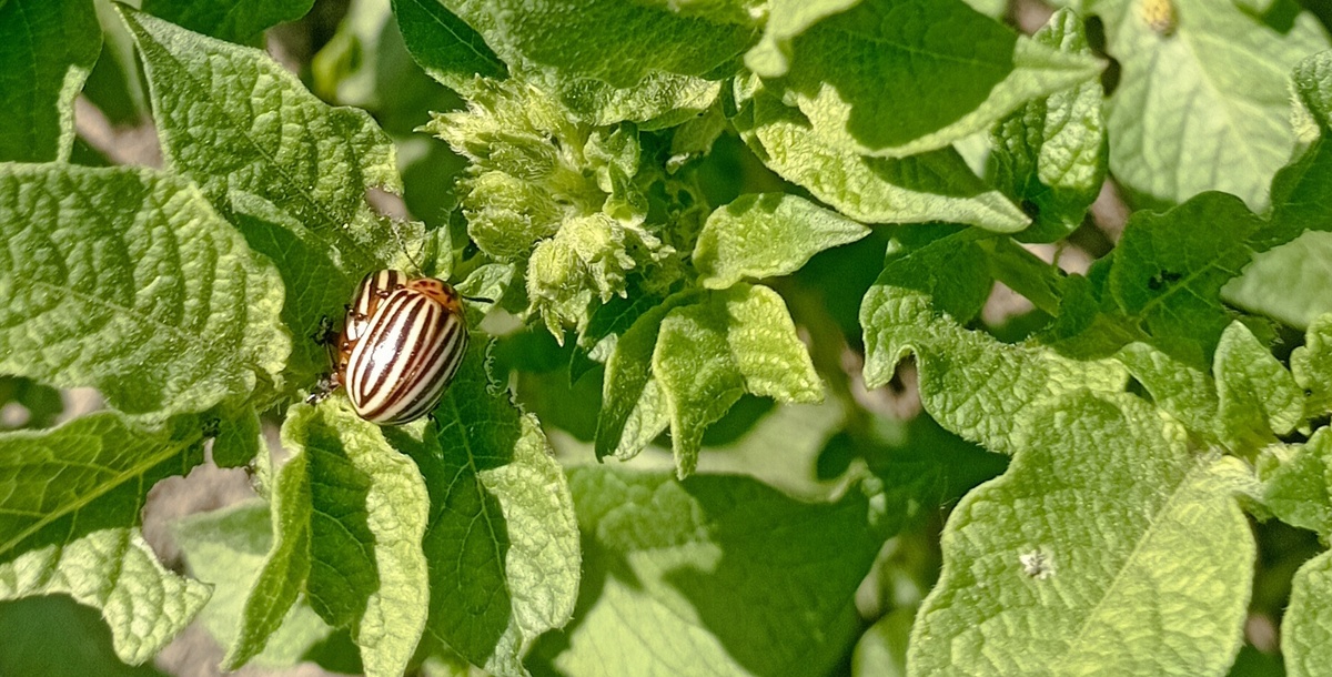 Ой🫣, жуки пойманы на пикантном моменте размножения.   Фото сделанное автором
