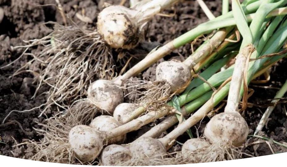 Когда убирать озимый и яровой чеснок в Подмосковье в 2025 году