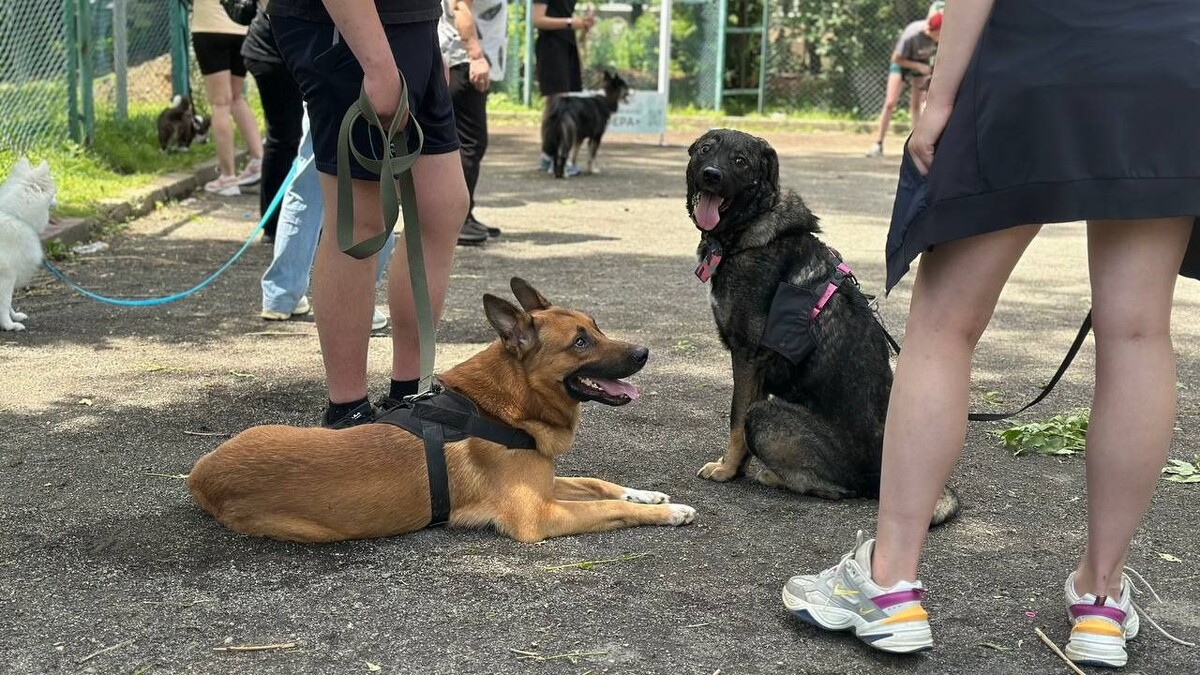     Автор: Дарья Лисовская Источник: vostokmedia.com