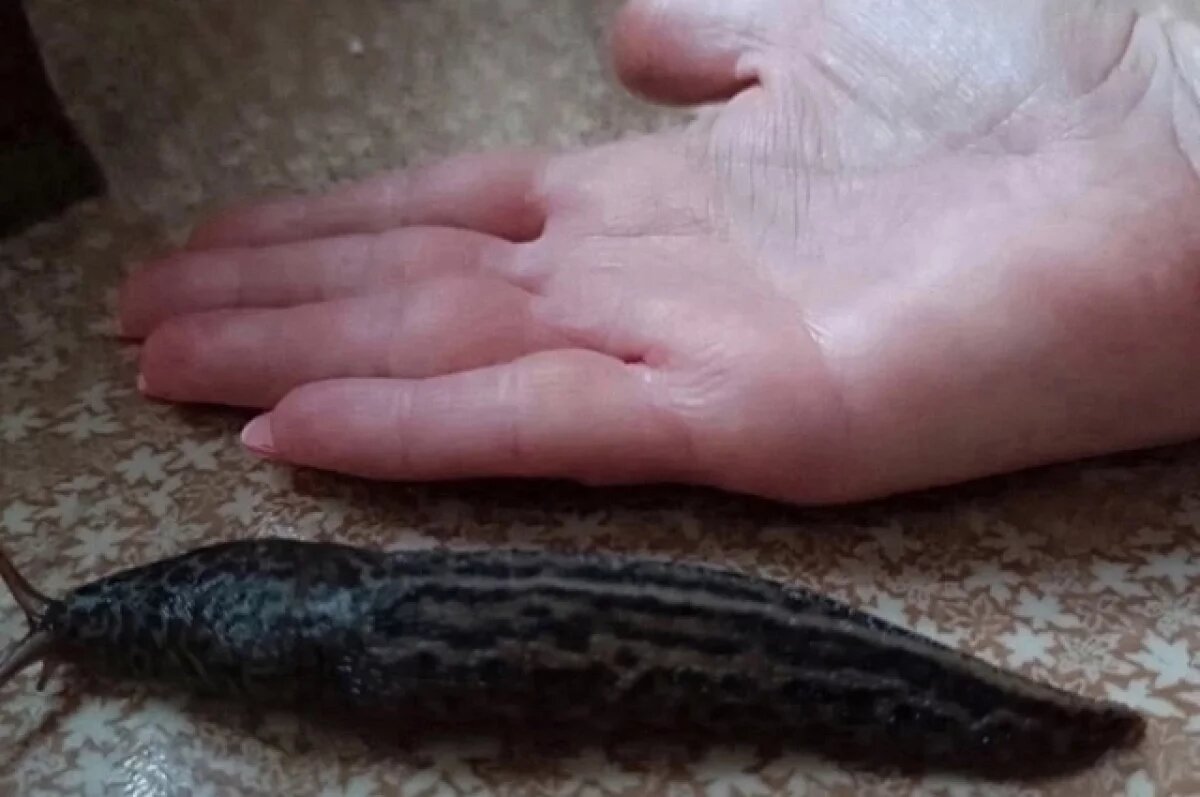    Жители Новосибирской области сообщают о гигантских слизнях