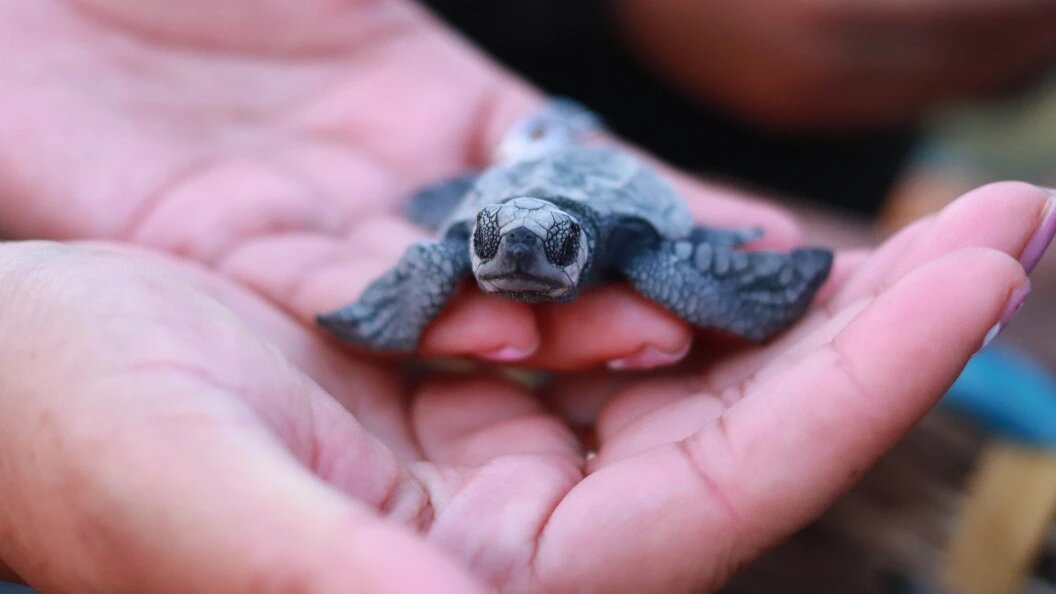    Carlos Santiago/Keystone Press Agency/Globallookpress