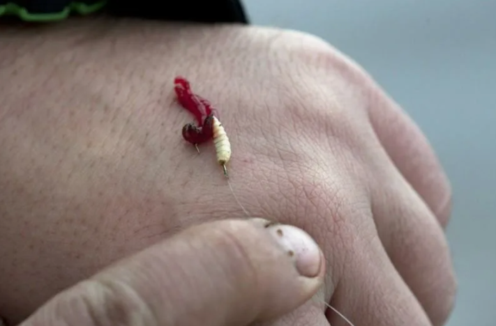 Бутерброд из мотыля и опарыша на рыболовном крючке. Источник фото catfishing.ru