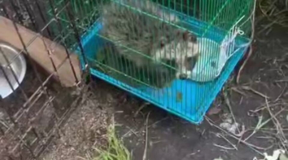    Енот в клетке. Источник: t.me/incident22