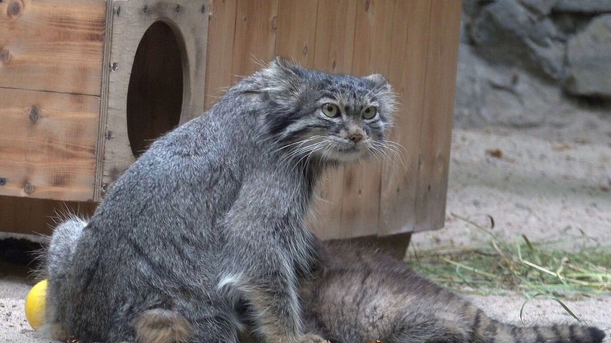     Автор: Сергей Ильтяков Источник: ВК