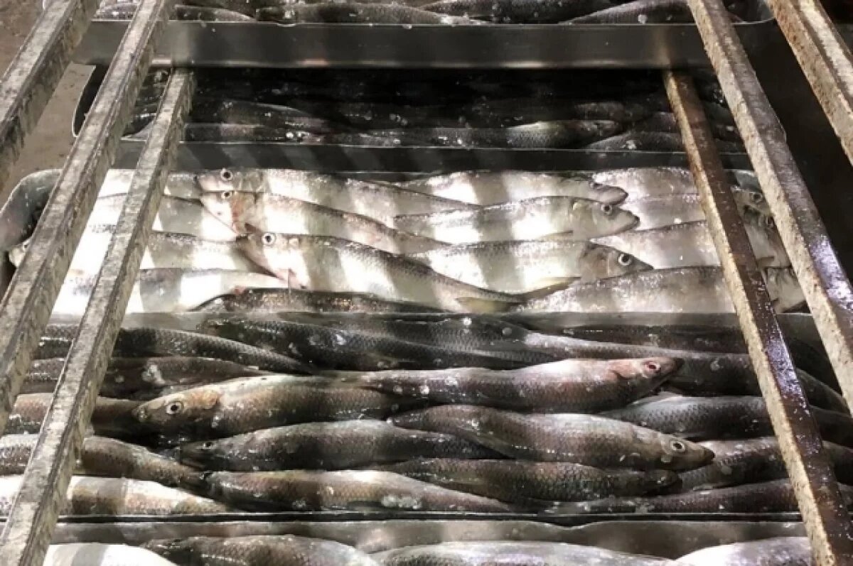    На Камчатке продлят сроки промысла сельди на полтора месяца