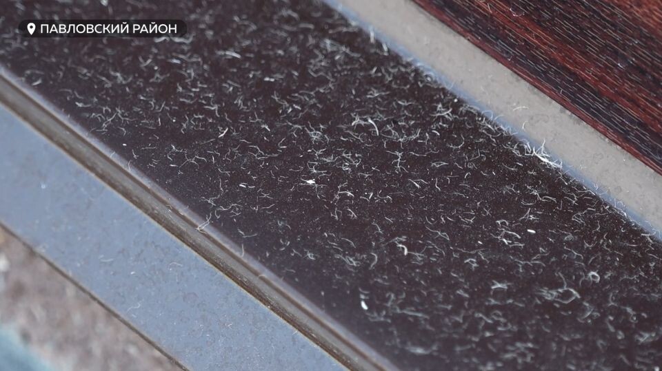    Древесные волокна в Павловске . Источник: "Толк"