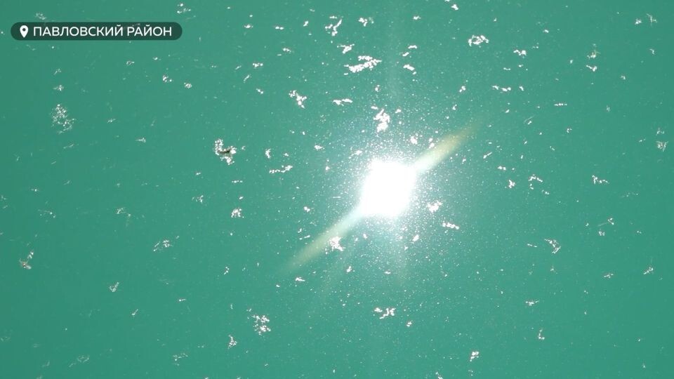    Древесные волокна в Павловске . Источник: "Толк"