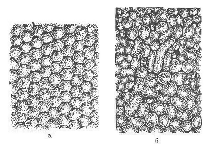 Структура опала под электронным микроскопом. https://mgc-labs.ru/library/blagorodnyi-opal/