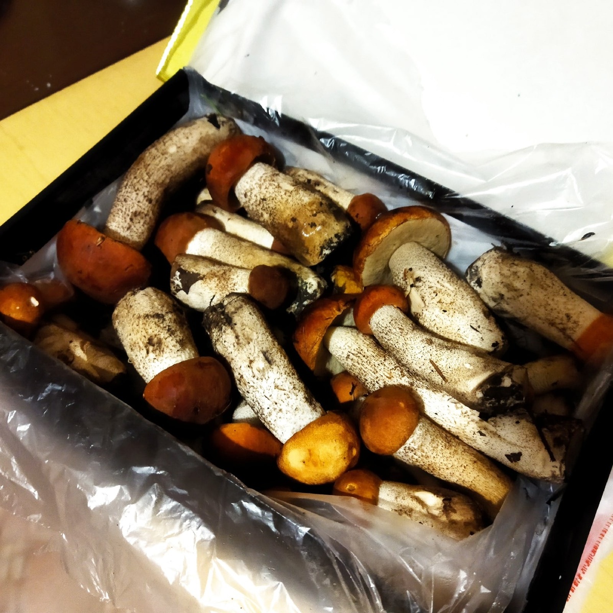    Червивые грибы: можно ли есть их, если отварить и вымочить - объяснил ученый