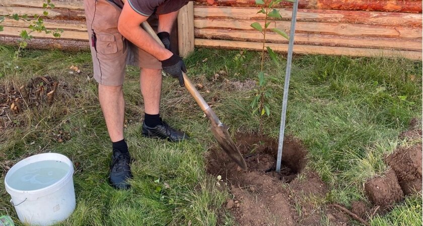    Что срочно нужно посадить в июне: 6 культур, которые спасут пустующие грядки
