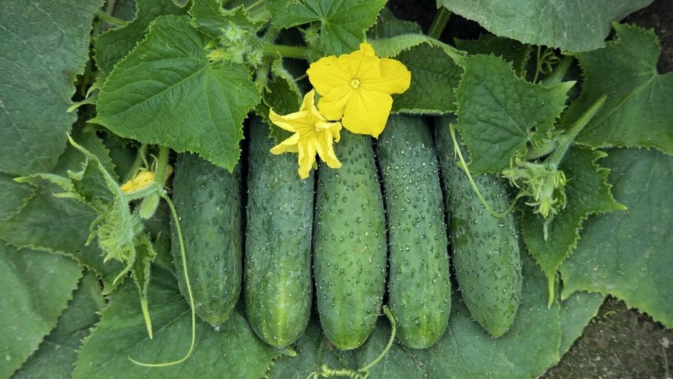 КАК УБЕРЕЧЬ ОГУРЦЫ ОТ ПРОХЛАДЫ НОЧЬЮ