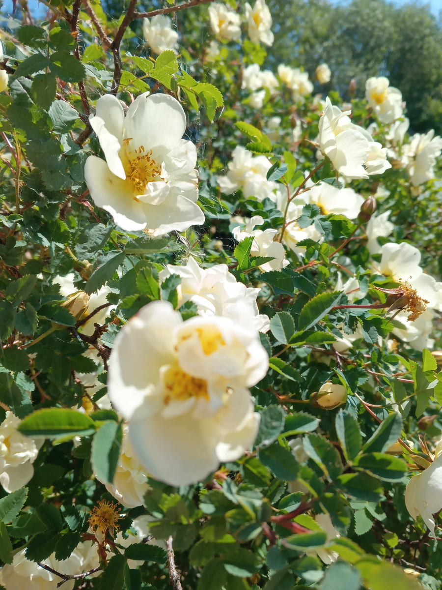 фото автора: цветёт белый шиповник