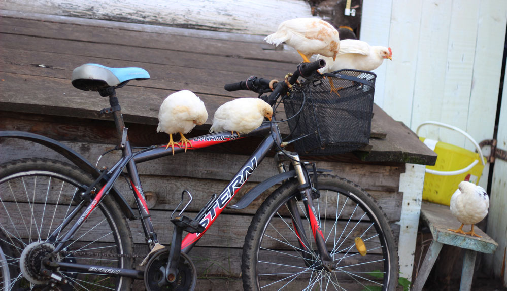 Приемыши, которые принимали меня за маму-курицу и буквально жили в человеческом дворе и в сенях. 