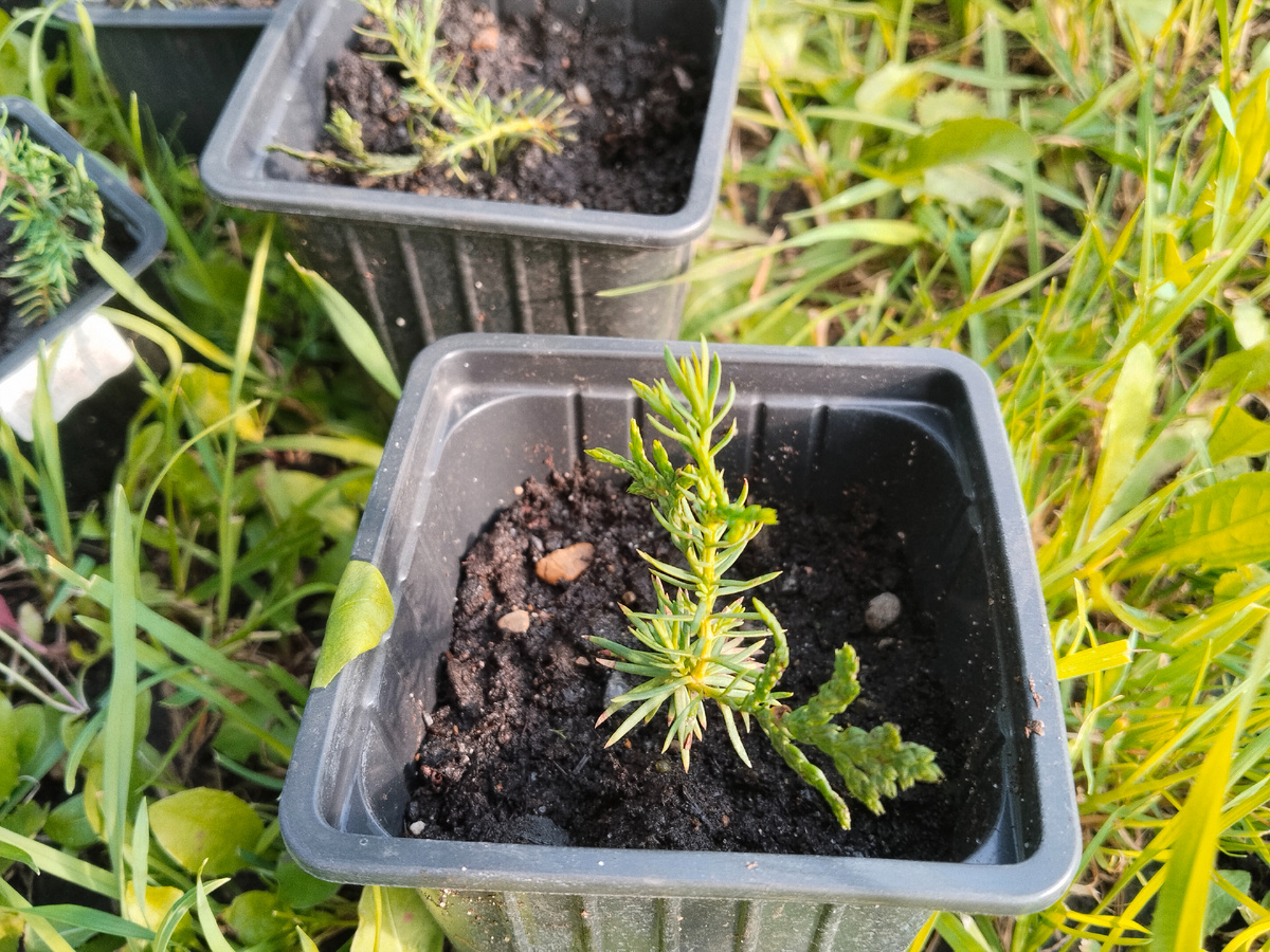 Сеянец туи 1,5 года