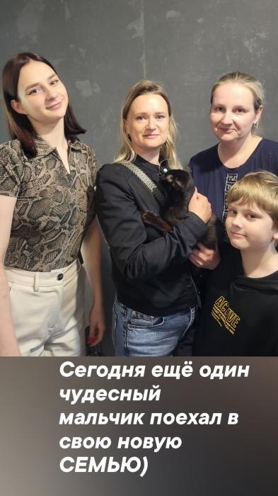 Ещё 13 спасённых из запертой квартиры котов обрели новый дом
Фото: группа «Котопритон Псков 2025 год» в социальной сети «ВКонтакте»