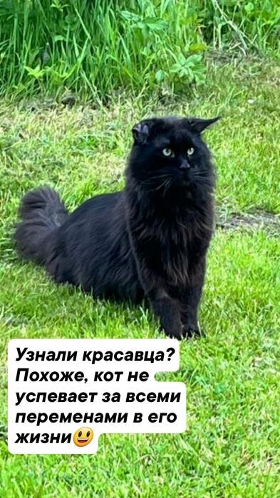 Ещё 13 спасённых из запертой квартиры котов обрели новый дом
Фото: группа «Котопритон Псков 2025 год» в социальной сети «ВКонтакте»